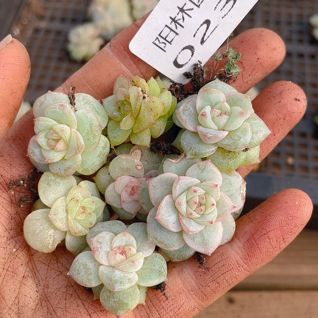 多肉植物多肉植物233