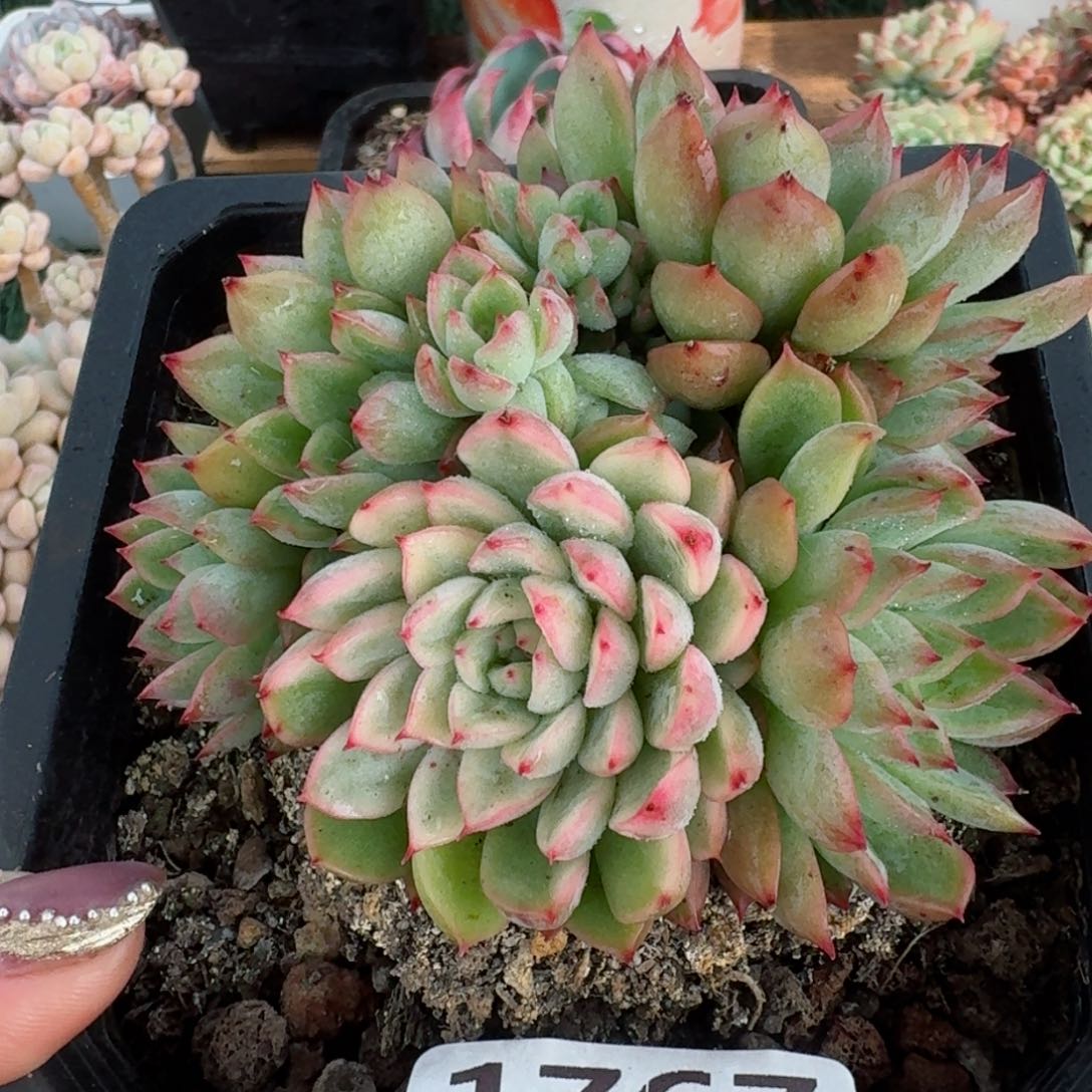 1767一物一拍（满28包邮