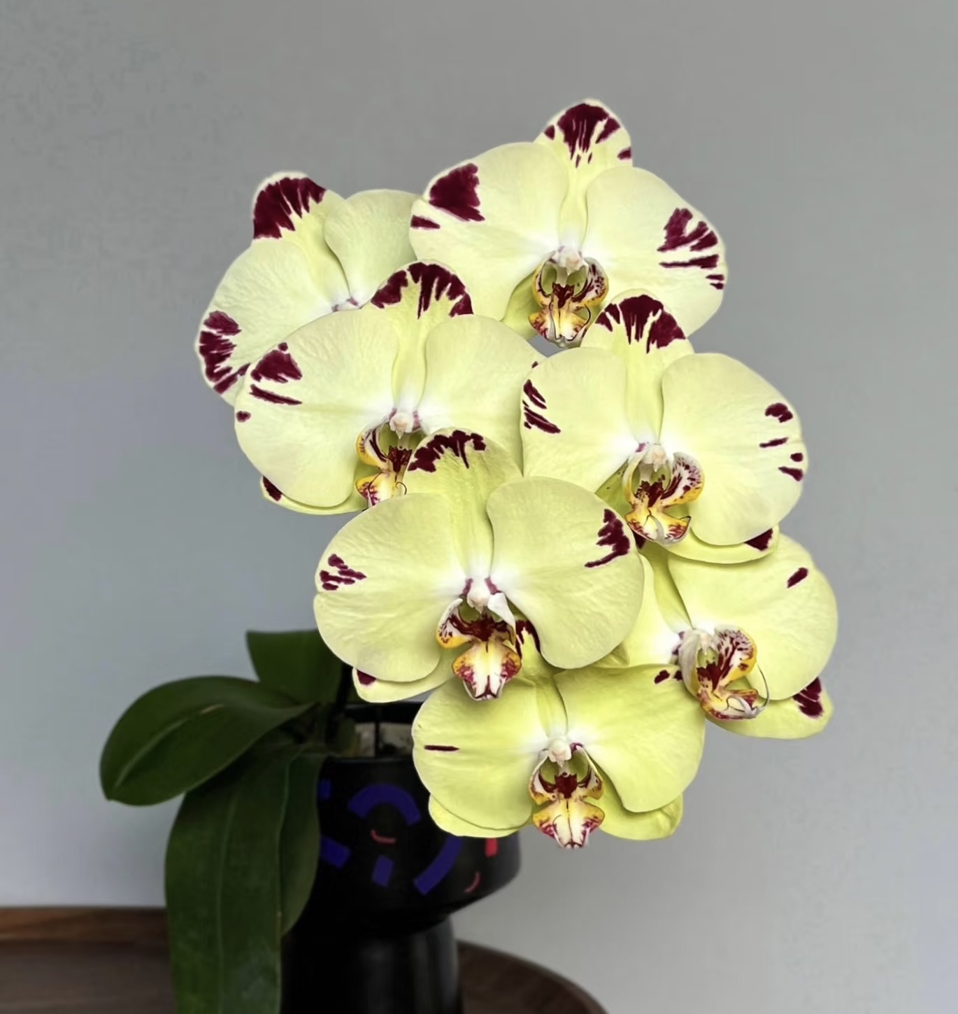 金雕蝴蝶兰3.5寸杯成熟苗不带花室内盆栽植物花期长基地直发