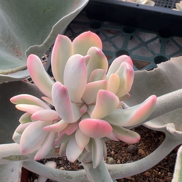 克雷吉锦侧芽一物一拍