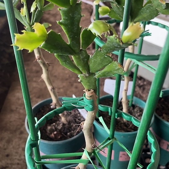 敬买的045红色重瓣花