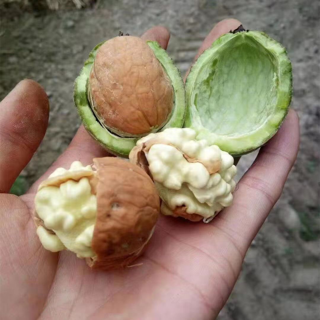  8-16现货【明日达】人工去青皮四川新鲜湿亥洮头茬果鲜亥洮ZM四川省