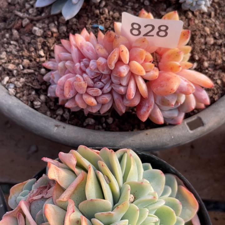 哈哈哈哈哈哈哈哈828