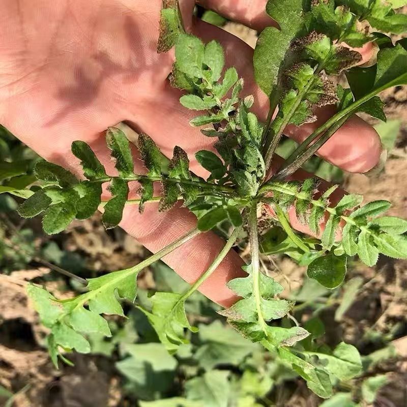 现挖正宗田间荠菜新鲜芥菜扁锅铲菜地丁菜地菜新鲜荠菜地菜饺馅