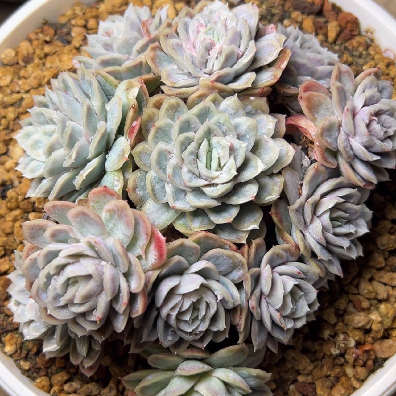 【闪购商品】兰*泡泡纱多肉198