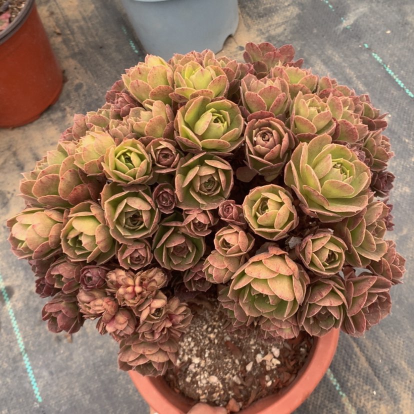 【闪购商品】不售后瑕疵01