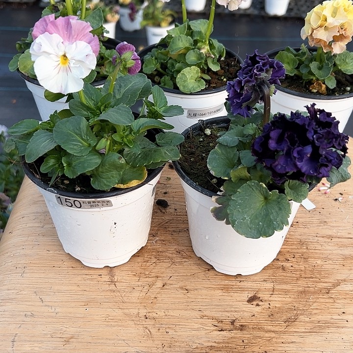 水晶抖音直播闪拍150