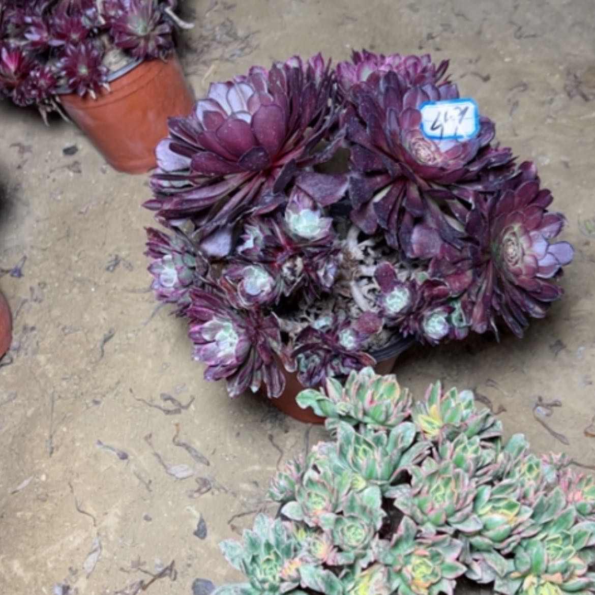 【闪购商品】幸**家多肉植物两个49