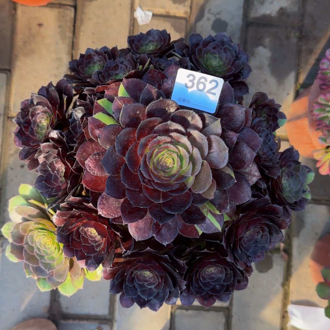 寻***找黑美人   法师362     