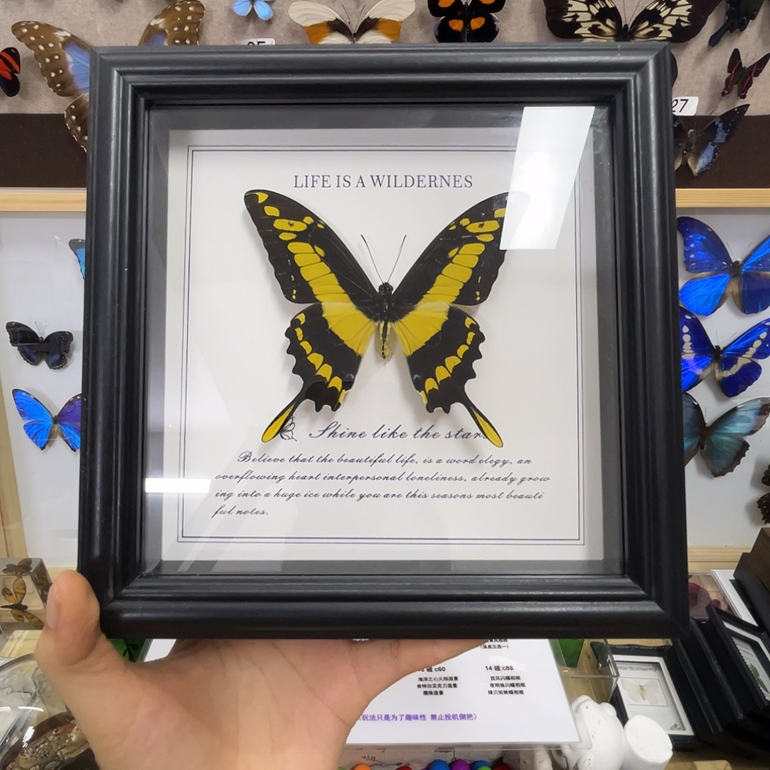 有机玻璃蝴蝶标本