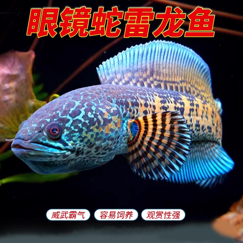 直播间选鱼链接，拍错发卡片