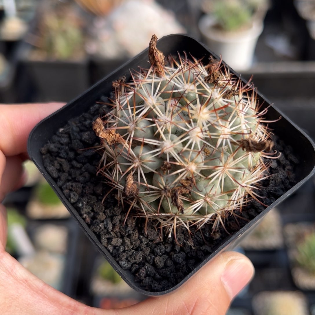 实生蓬莱宫 脱土发货 