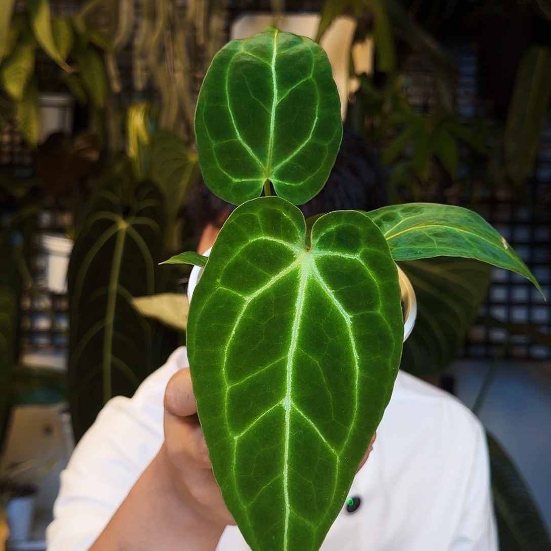 不开花植物S165绿丝绒