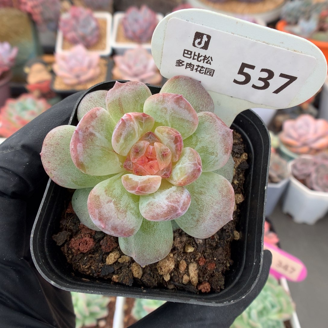 537 新品糖心石化