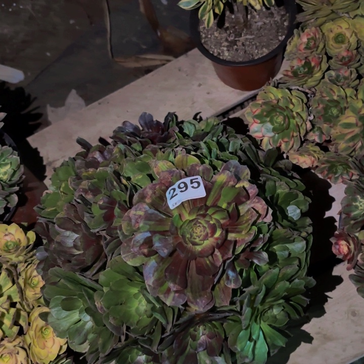 295花月夜多肉植物不售后