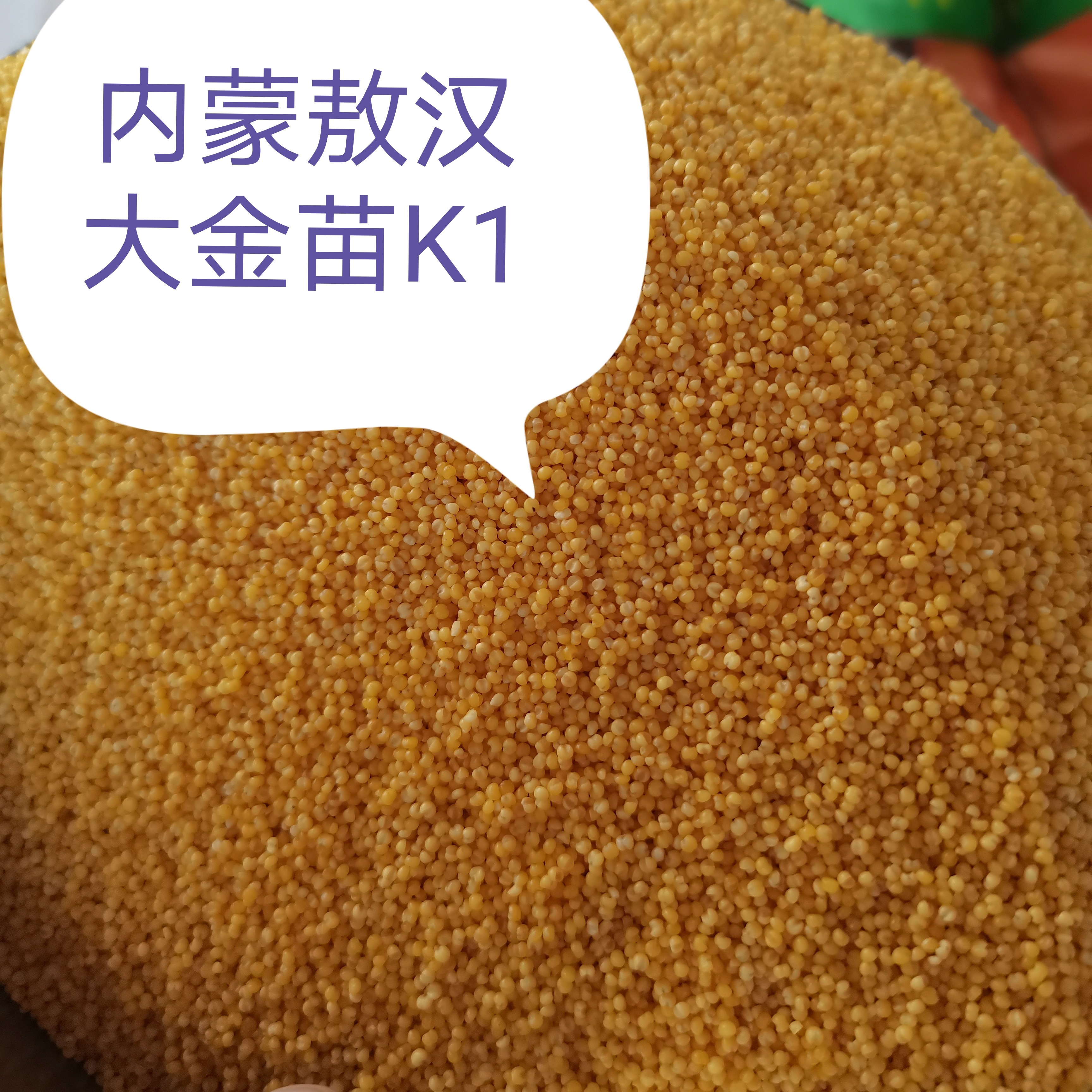 内蒙敖汉大金苗K1小米新米2025新年小米5斤养胃