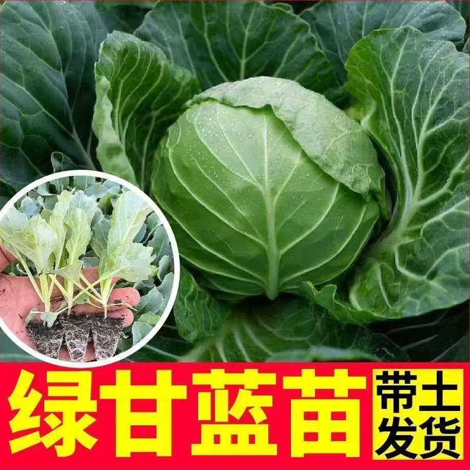 正宗绿甘蓝秧苗露天种植包心菜种苗大头菜苗四季阳台盆栽耐寒批发