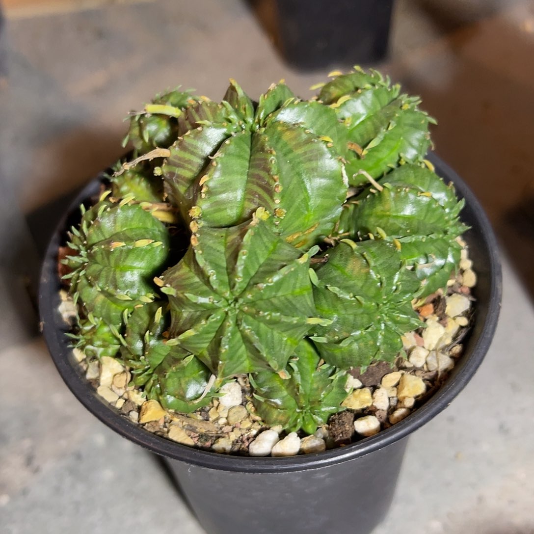 法利达大群一物一拍
