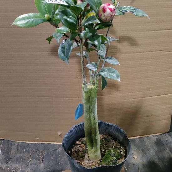 846女郎，情人节，原盆原土发货