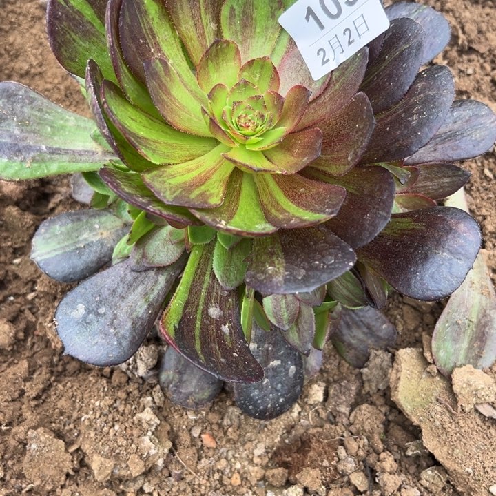 2.2-103花月夜多肉3