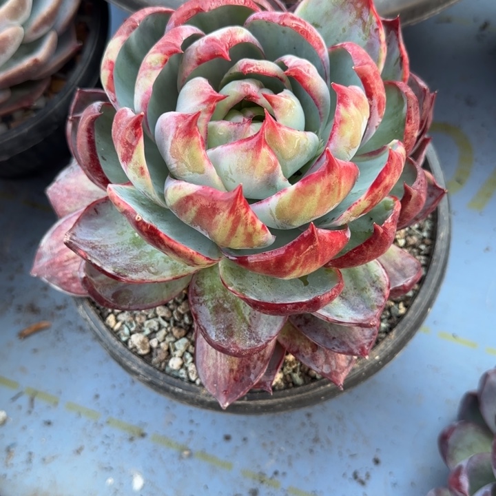 惊鸿仙子，一物一拍