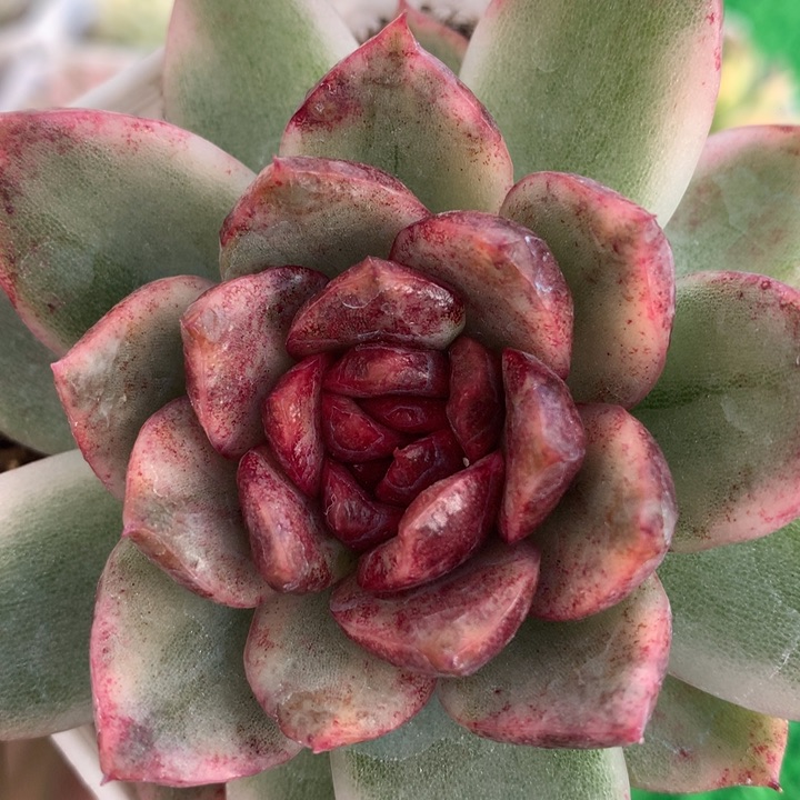 黑水晶锦，锦哥多肉