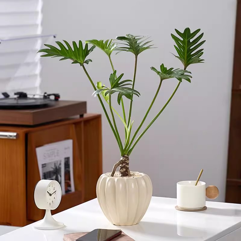 龙鳞小天使老桩绿植办公室内外可种植净化空气好养易活春雨盆栽