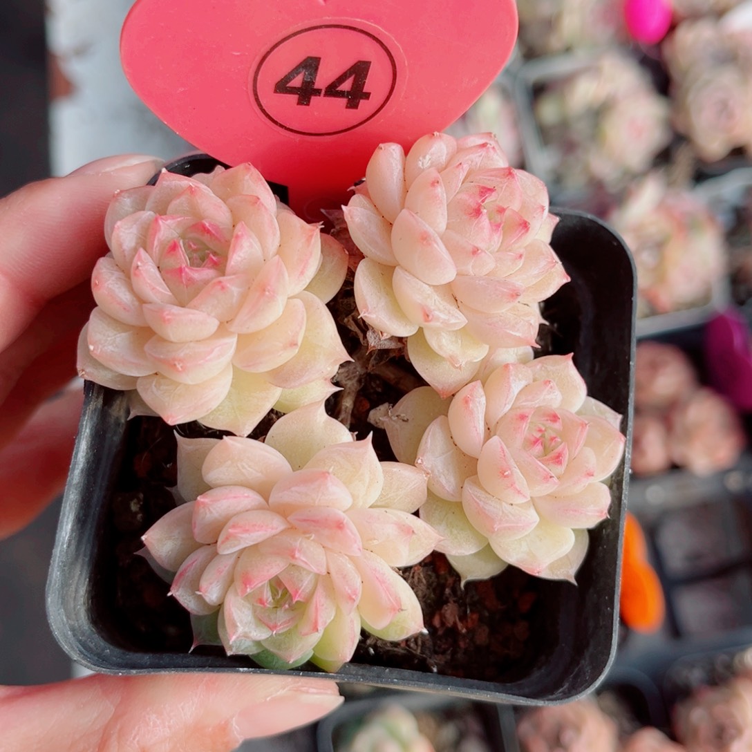 44号小老桩珍妮群