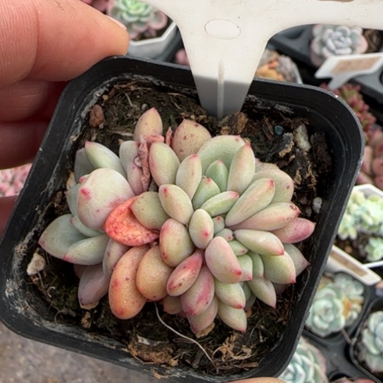 182凌雪缀多肉植物多