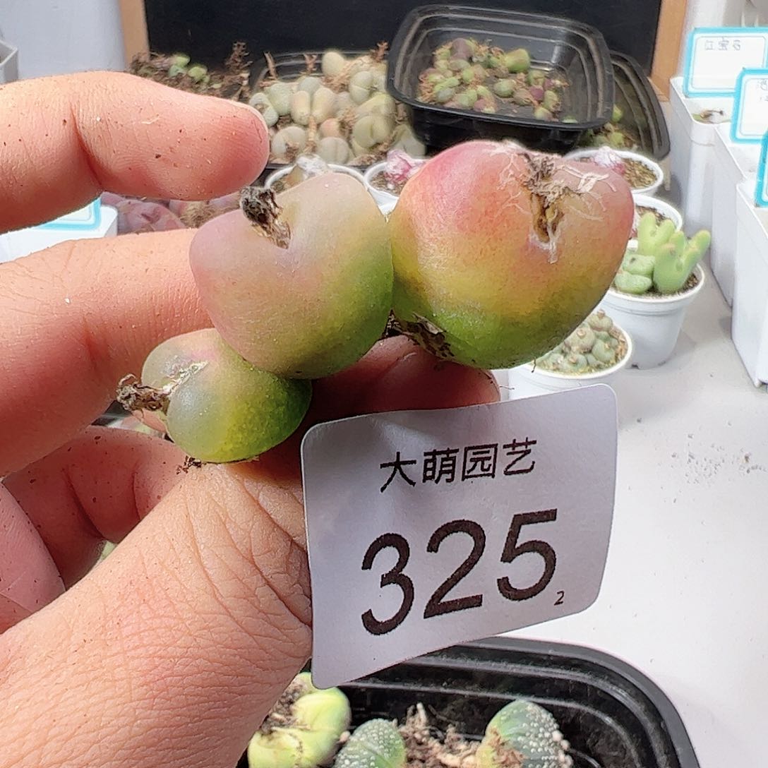 0000325 肉锥一物一拍……