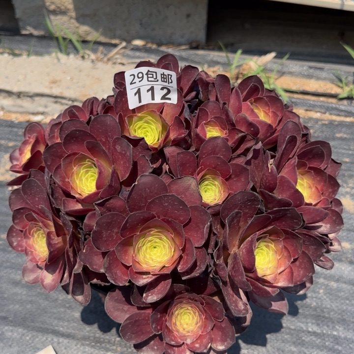 魅金……多肉植物……