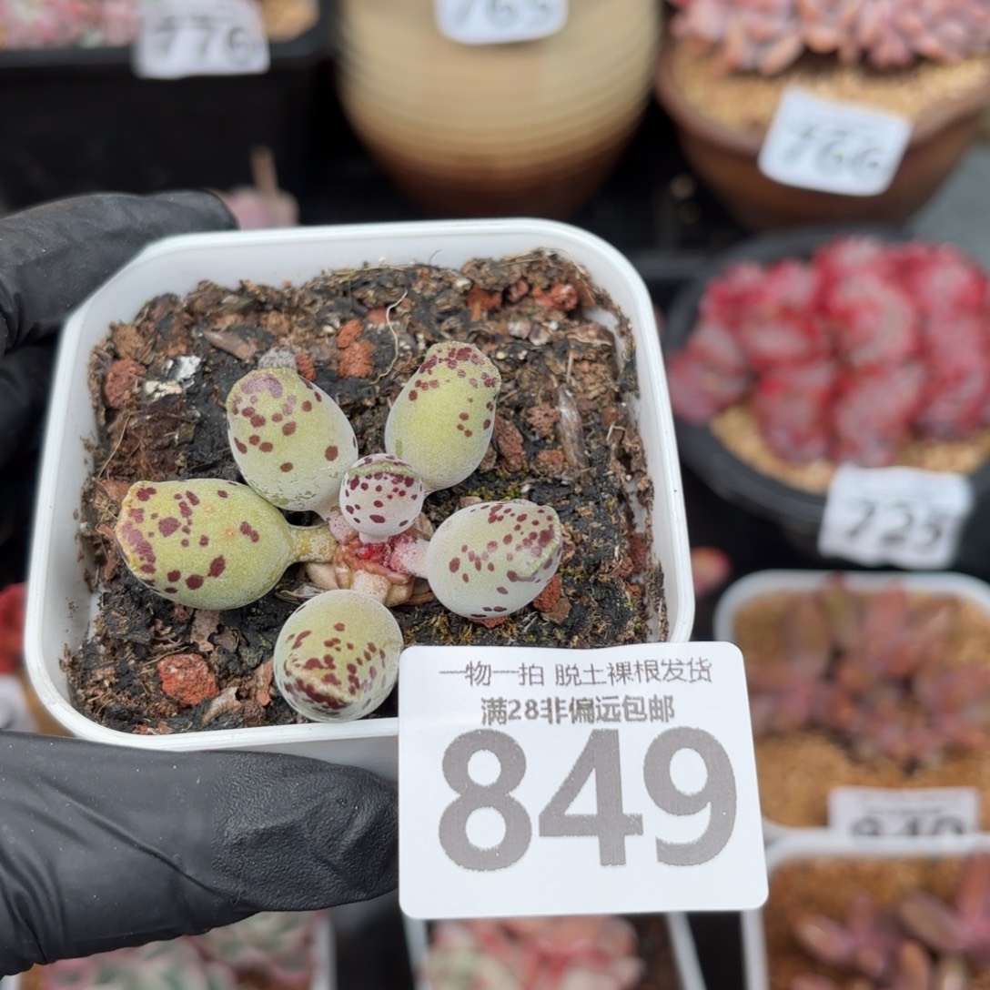 海豹可能会掉叶不售后无盆土发货