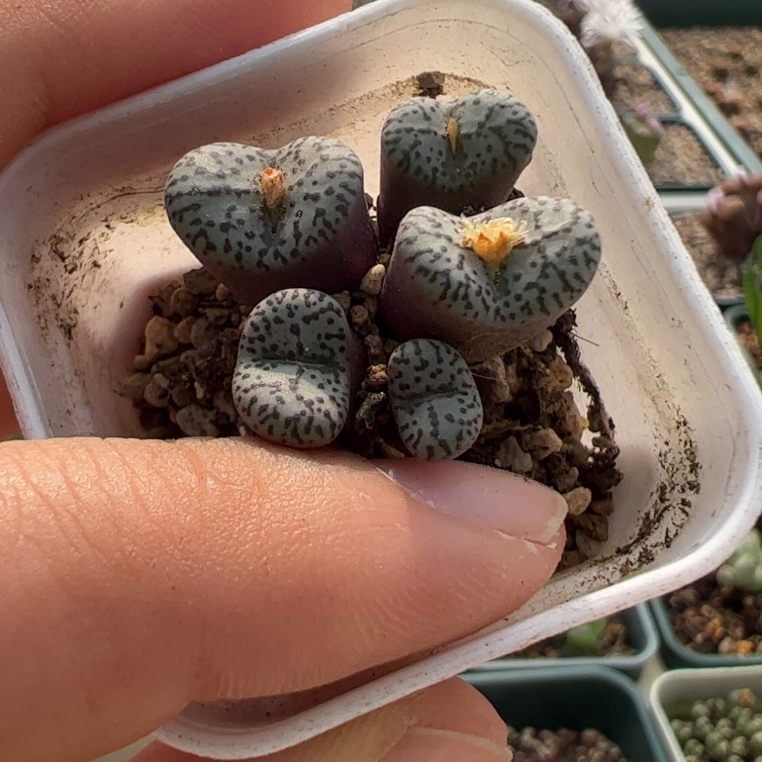 177 好看的肉锥冲冲冲