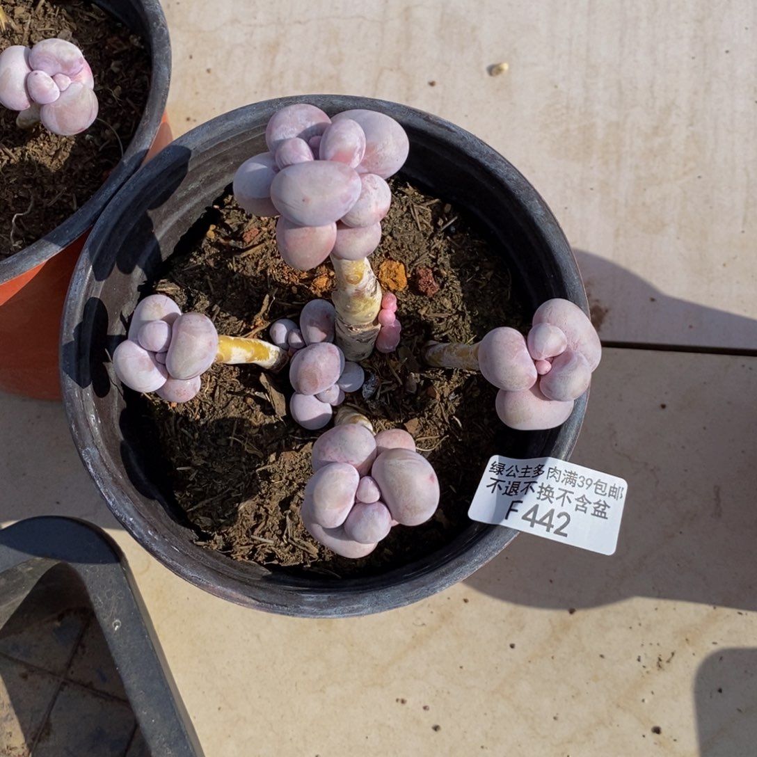 安*。芭比奶酪442/9c m