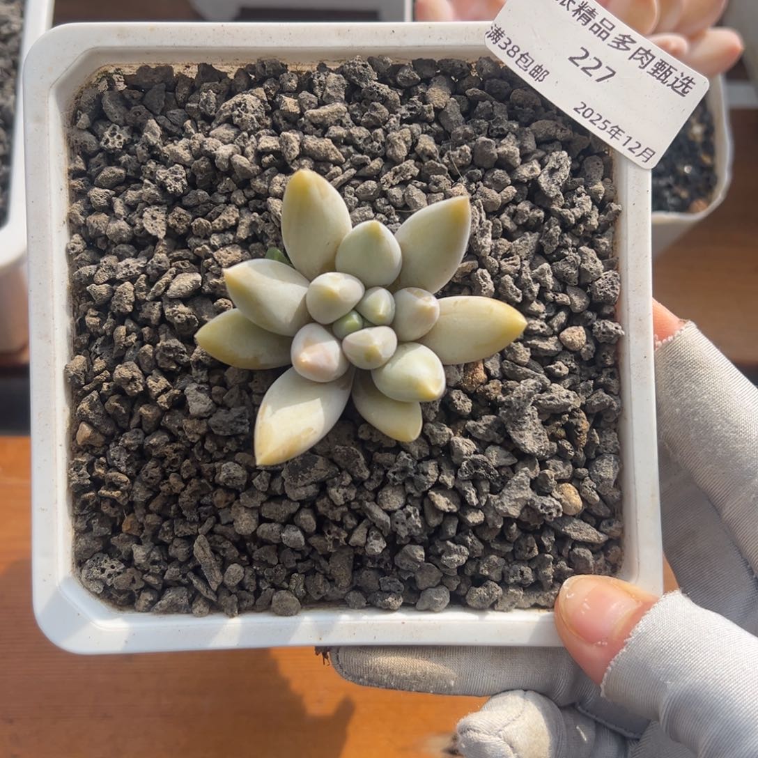 张张精品多肉甄选227