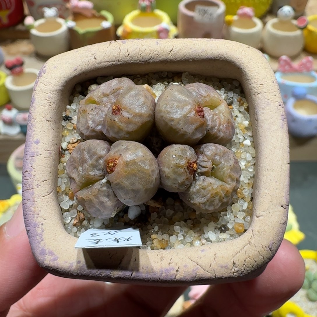 蘑菇1343烧麦多肉植物