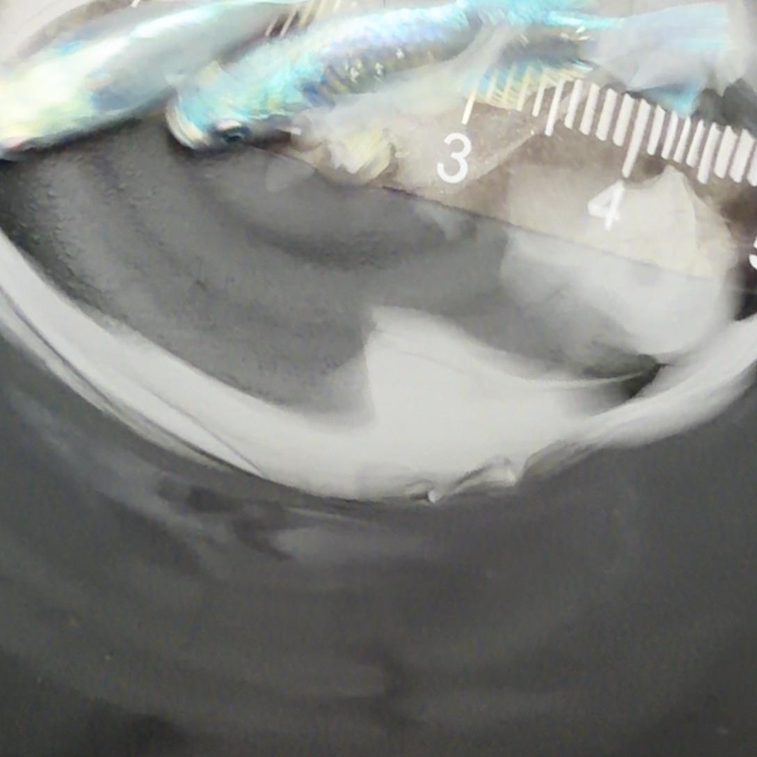 青鳉鱼观背青鳉51