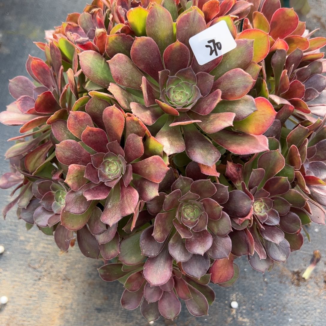 270流星雨多肉多肉多肉