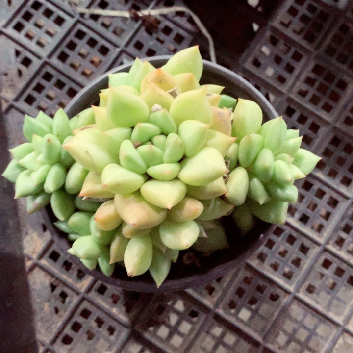 象牙。          