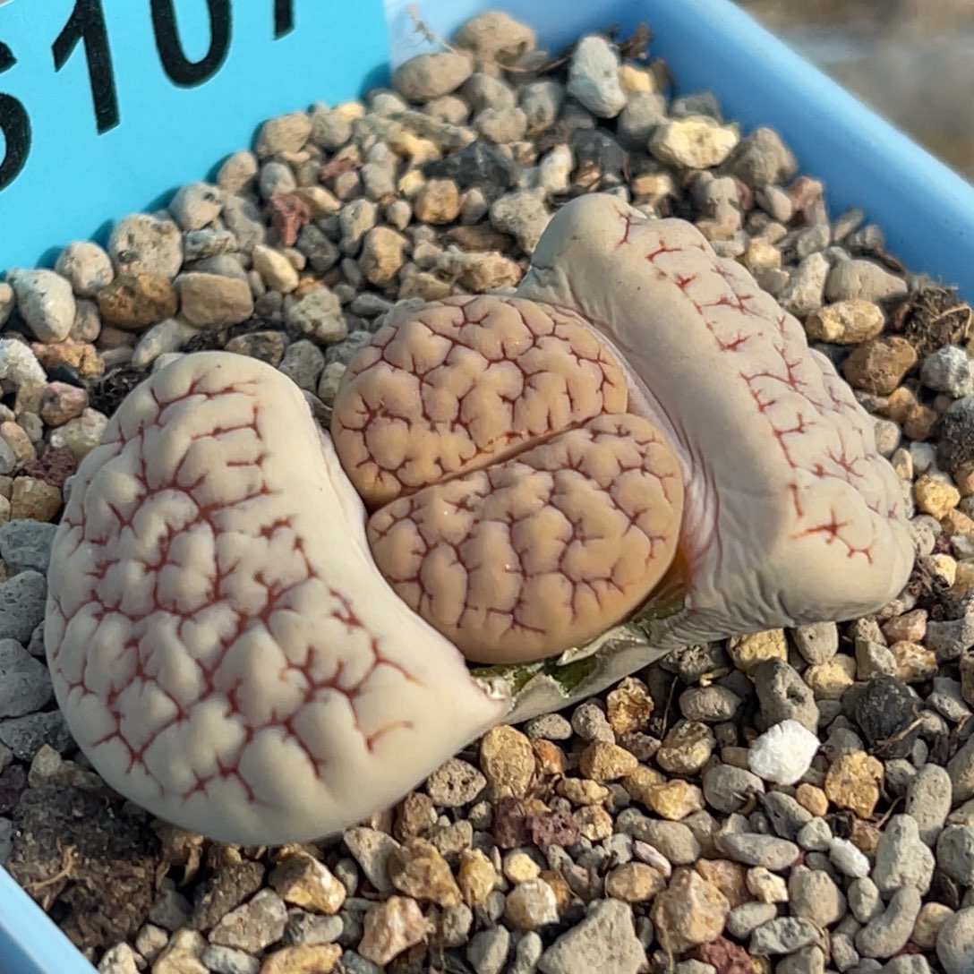 6107红纹凹凸蛙哥189一颗