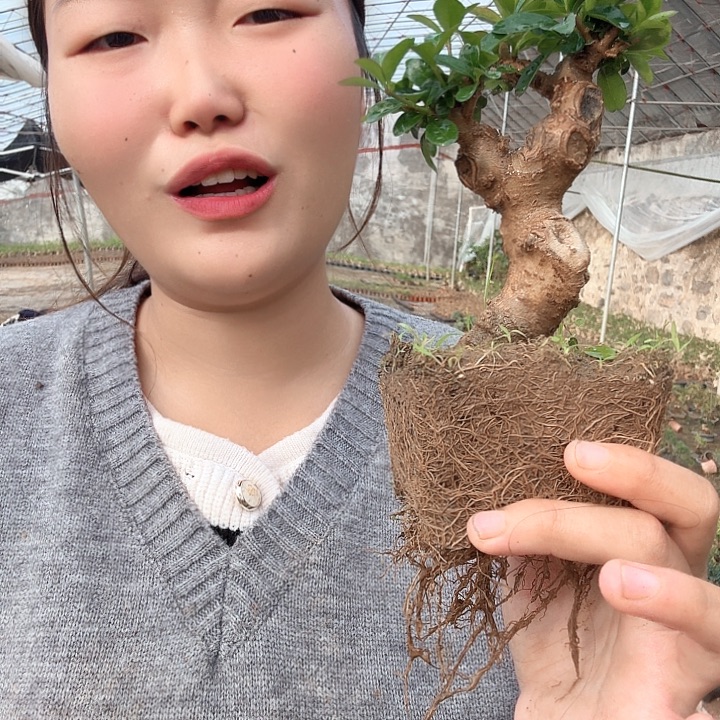 小***猫无花朵米东米东米东