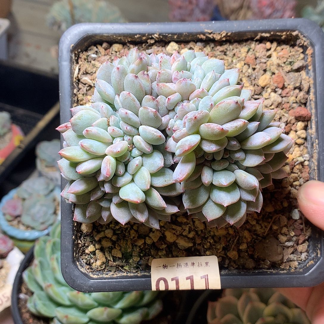 111石榴籽星影缀一颗9厘米