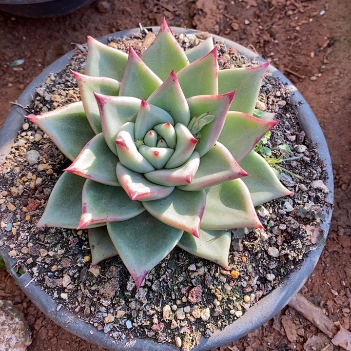 D553- 直播福利 东云