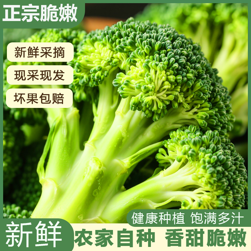 新鲜西兰花蔬菜种植农家时令蔬菜花椰菜减脂花菜青花菜蓝花沙拉