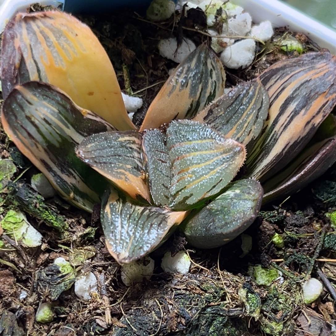 恭喜发财大吉大利0141