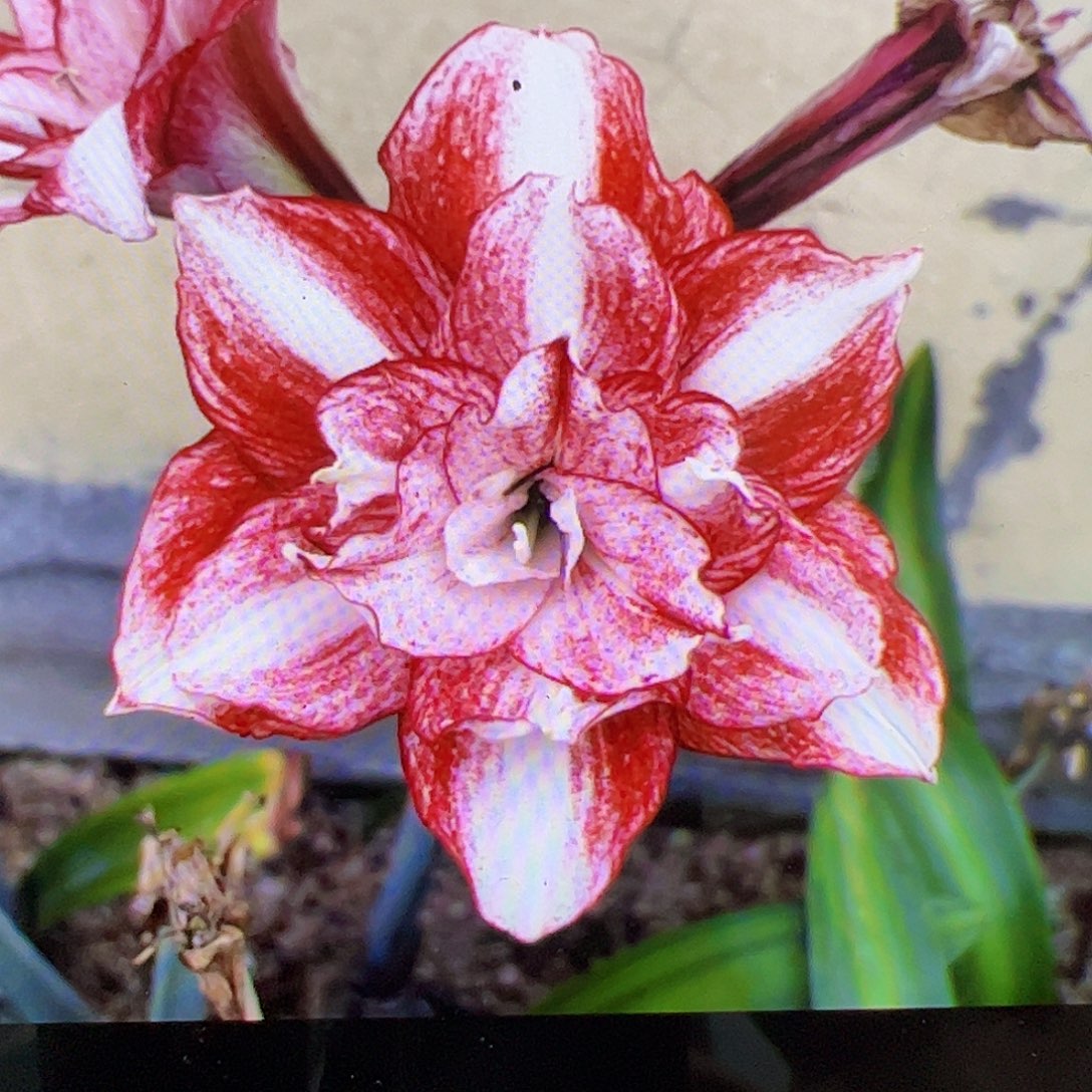 朱顶红樱桃可乐近开花球3.5