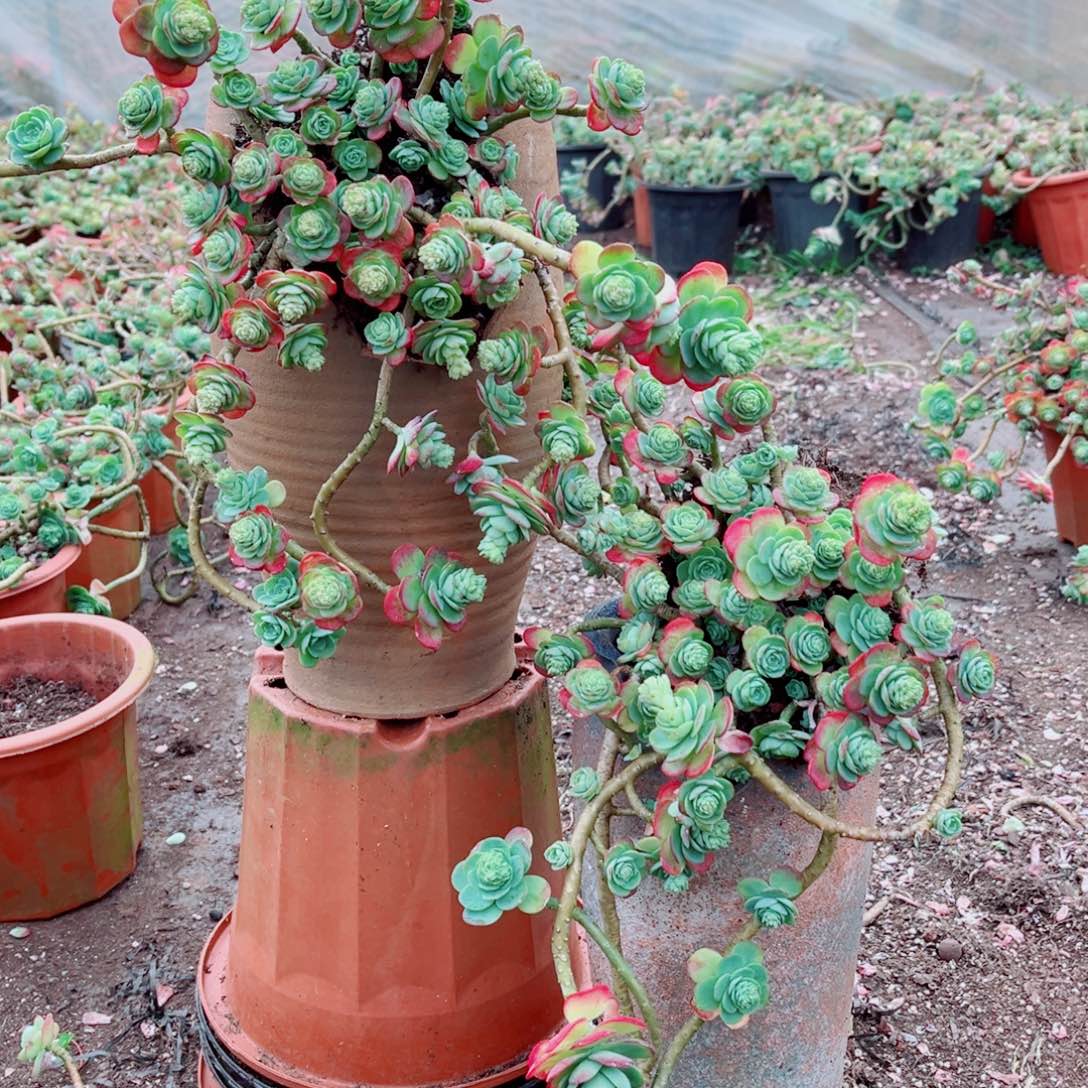 薄化妆两颗发货的