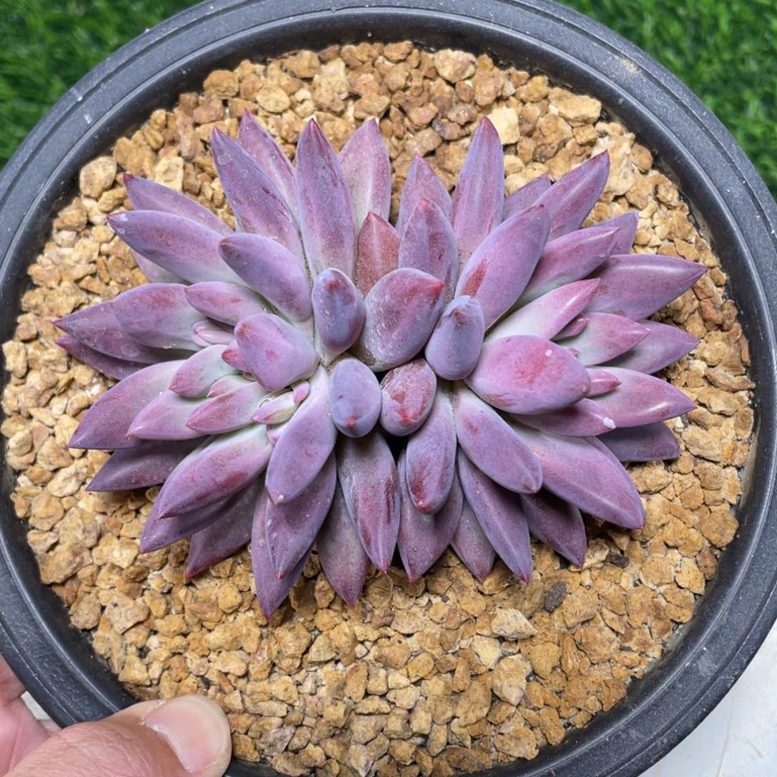 羽毛纹虞美人多肉植物