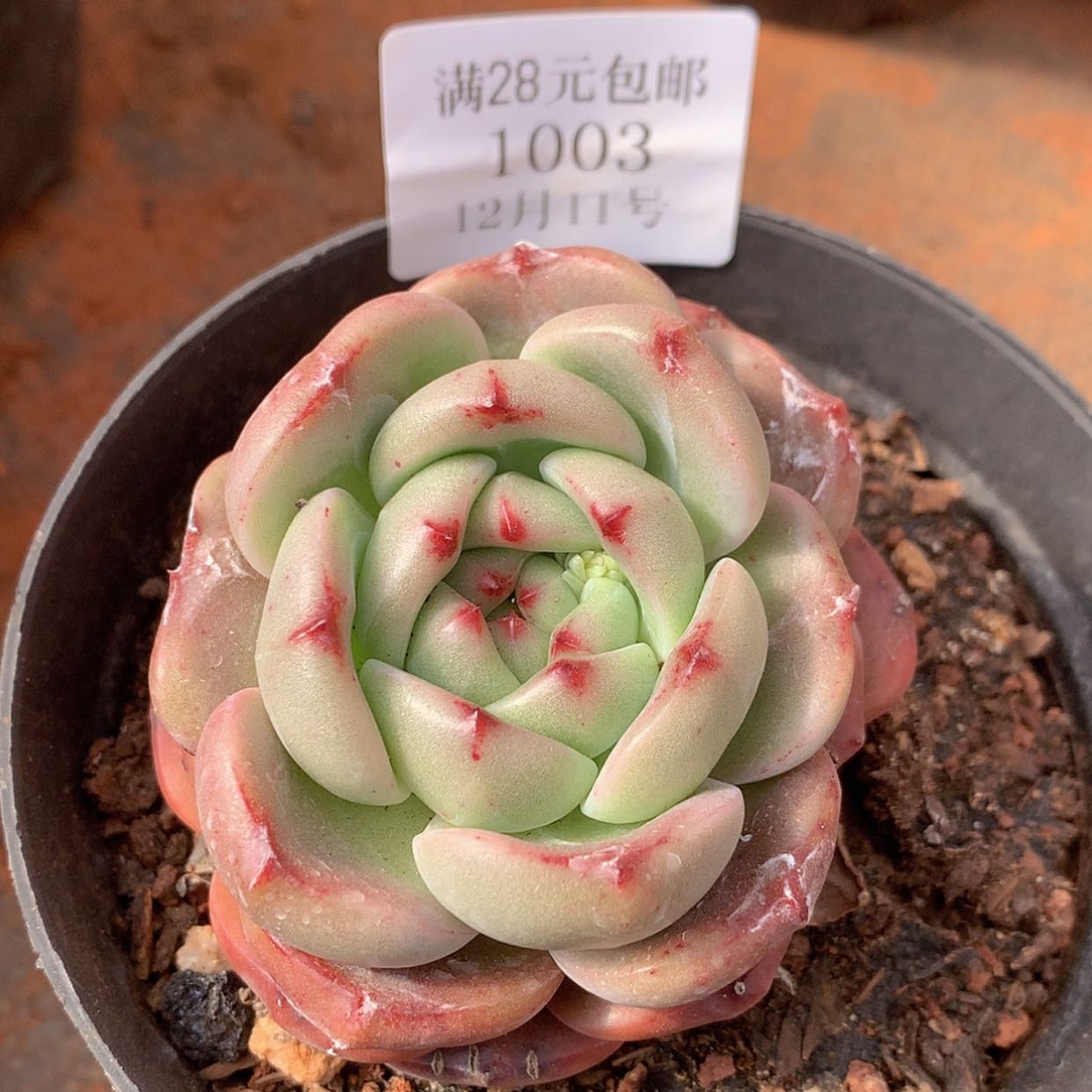 【闪购商品】云1003号五厘米