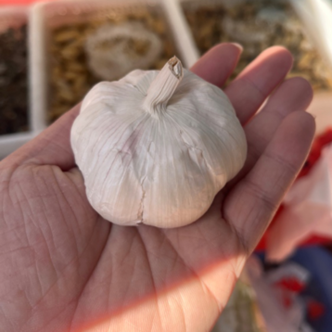 一头大蒜，约80克左右